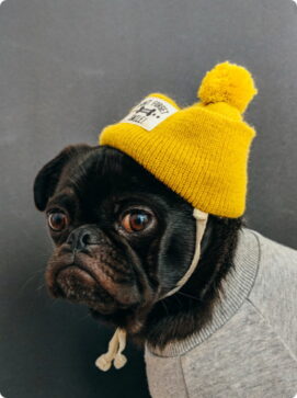 ?brizy media=d03 Ing Dog Hat